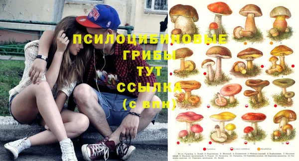 PSILOCYBIN Покров